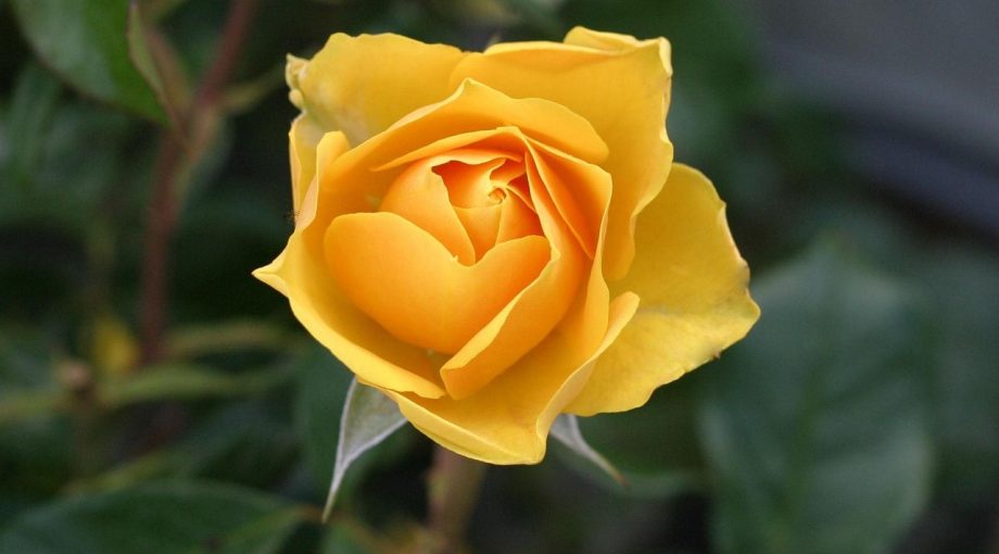yellow leaves plant