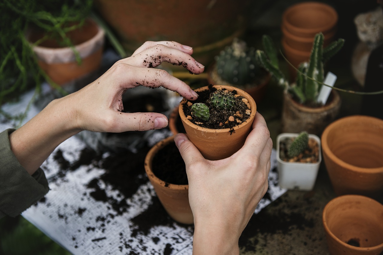 5 Kesalahan Repot Tanaman Hias yang Bikin Tanaman Stres dan Layu