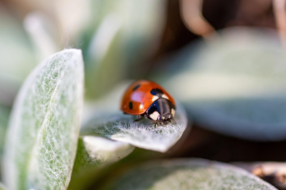 plant pests leaves