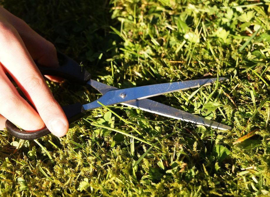 lawn mowing garden