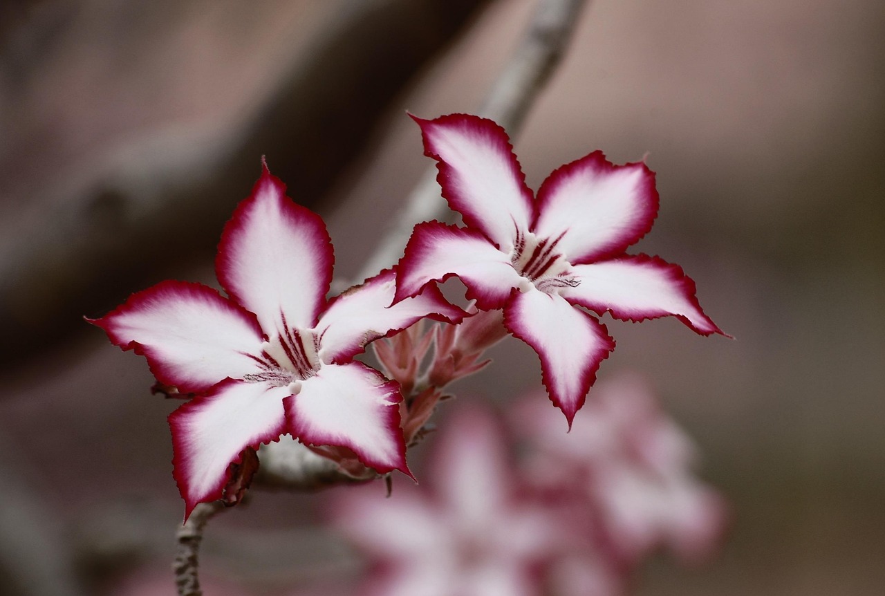 Cara Merawat Kamboja Jepang (Adenium) Agar Cepat Berbunga dan Batangnya Gemuk