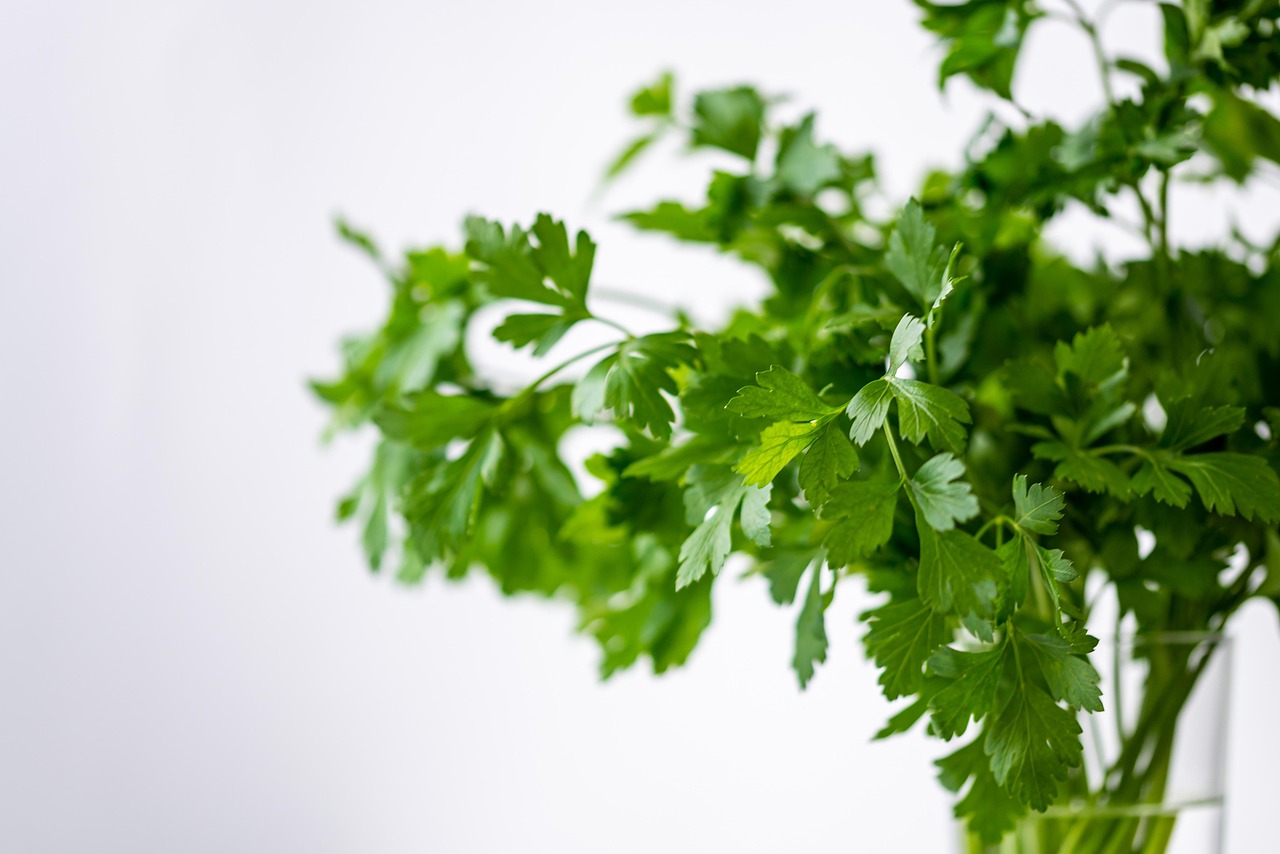 Cara Membuat Kebun Herbal Mini di Dapur dari Bawah Jendela