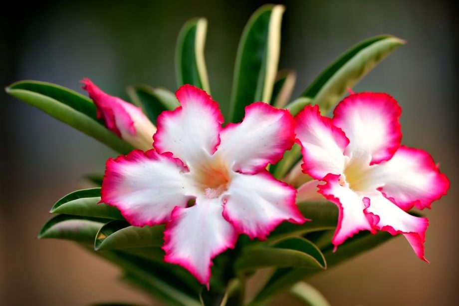 Bunga kamboja jepang adenium berwarna pink berbunga lebat di pot