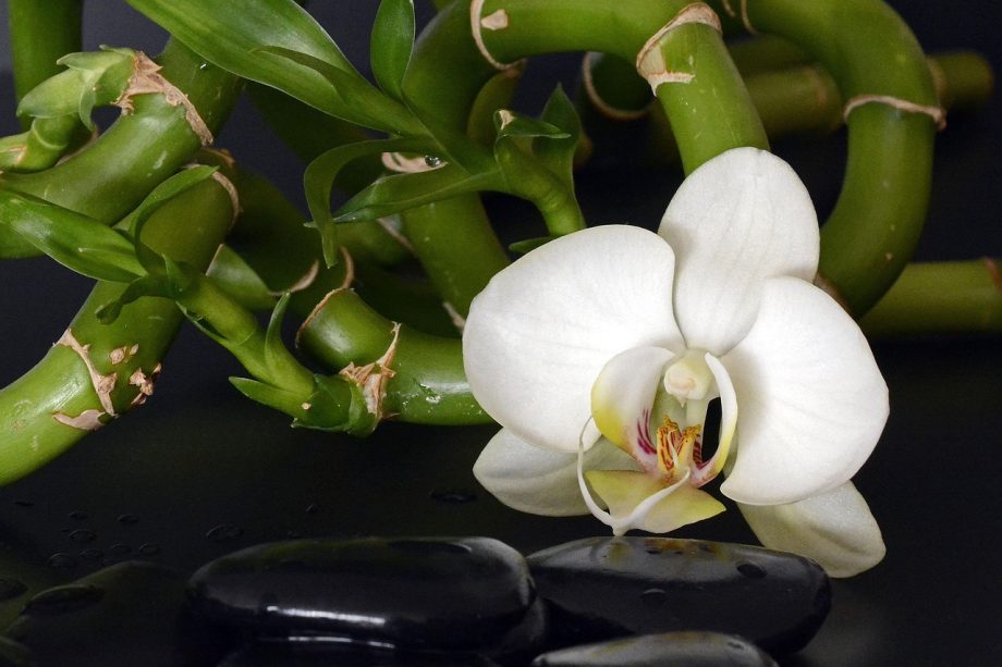 Cara Merawat Lucky Bamboo di Air agar Tidak Menguning dan Tetap Betah