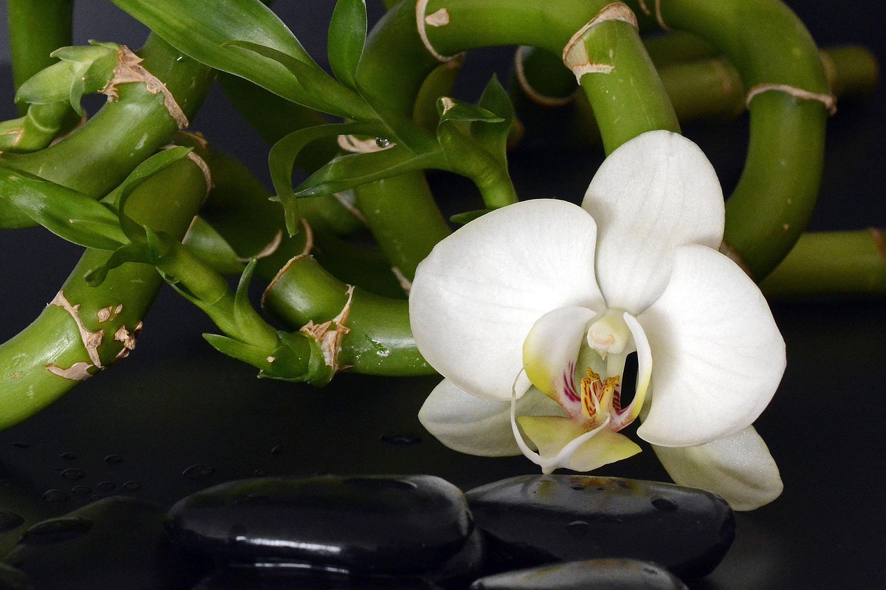 Cara Merawat Lucky Bamboo di Air agar Tidak Menguning dan Tetap Betah