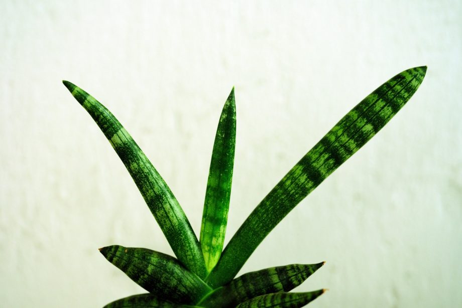 Cara Merawat Tanaman Sansevieria agar Tidak Busuk