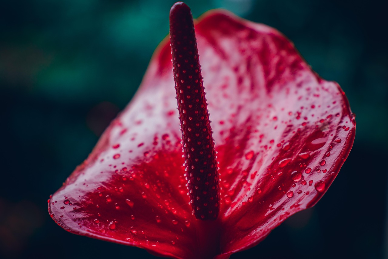Cara Merawat Tanaman Anthurium agar Rajin Berbunga Sepanjang Tahun