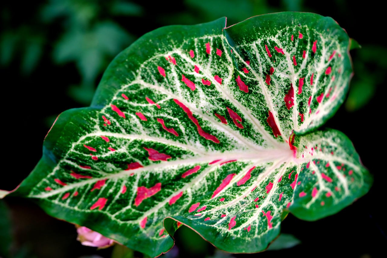 Cara Merawat Tanaman Keladi (Caladium) agar Daun Besar dan Warna Coraknya Tajam