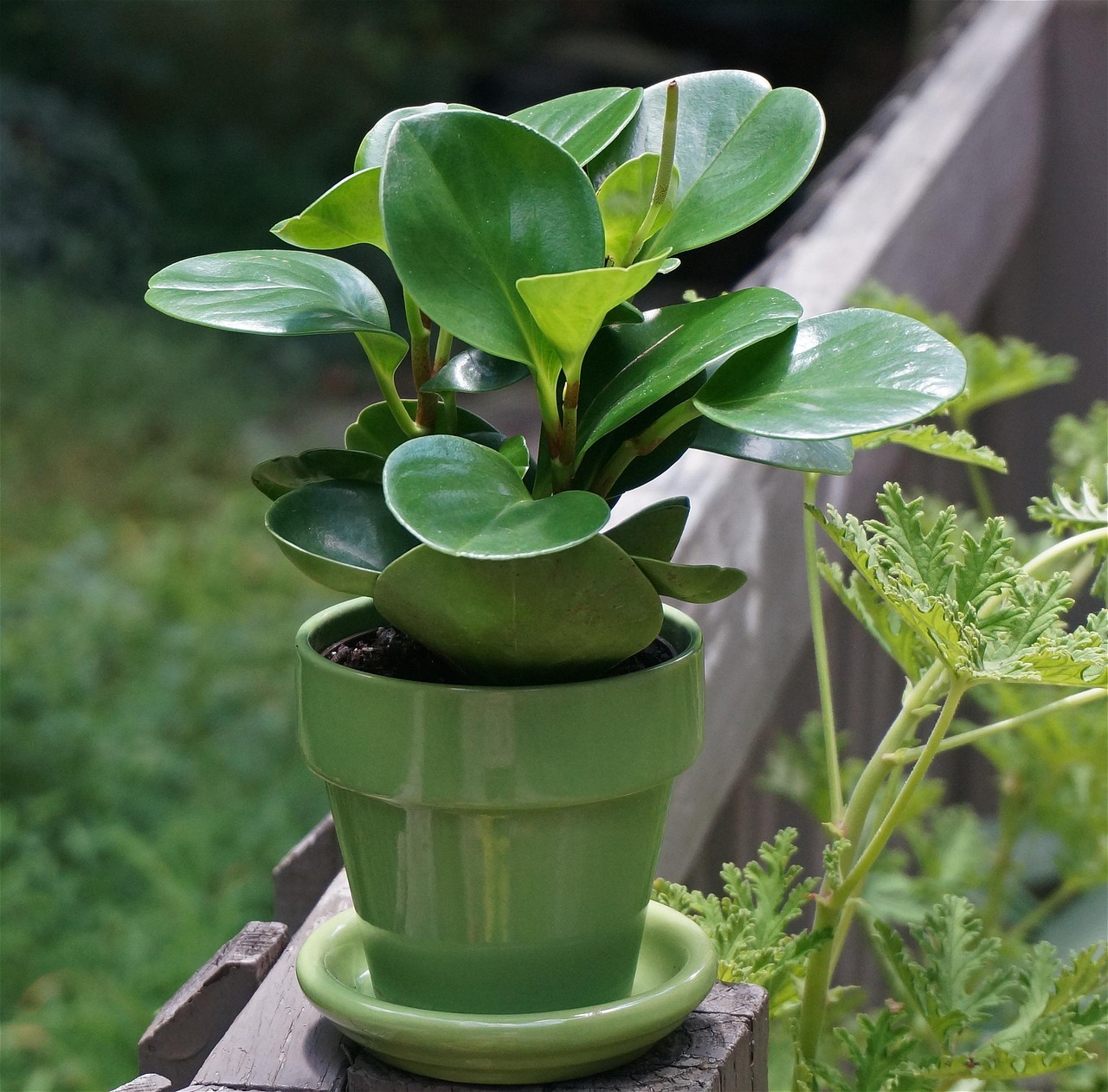 Cara Merawat Tanaman Peperomia di Pot agar Daun Tetap Tebal dan Cerah