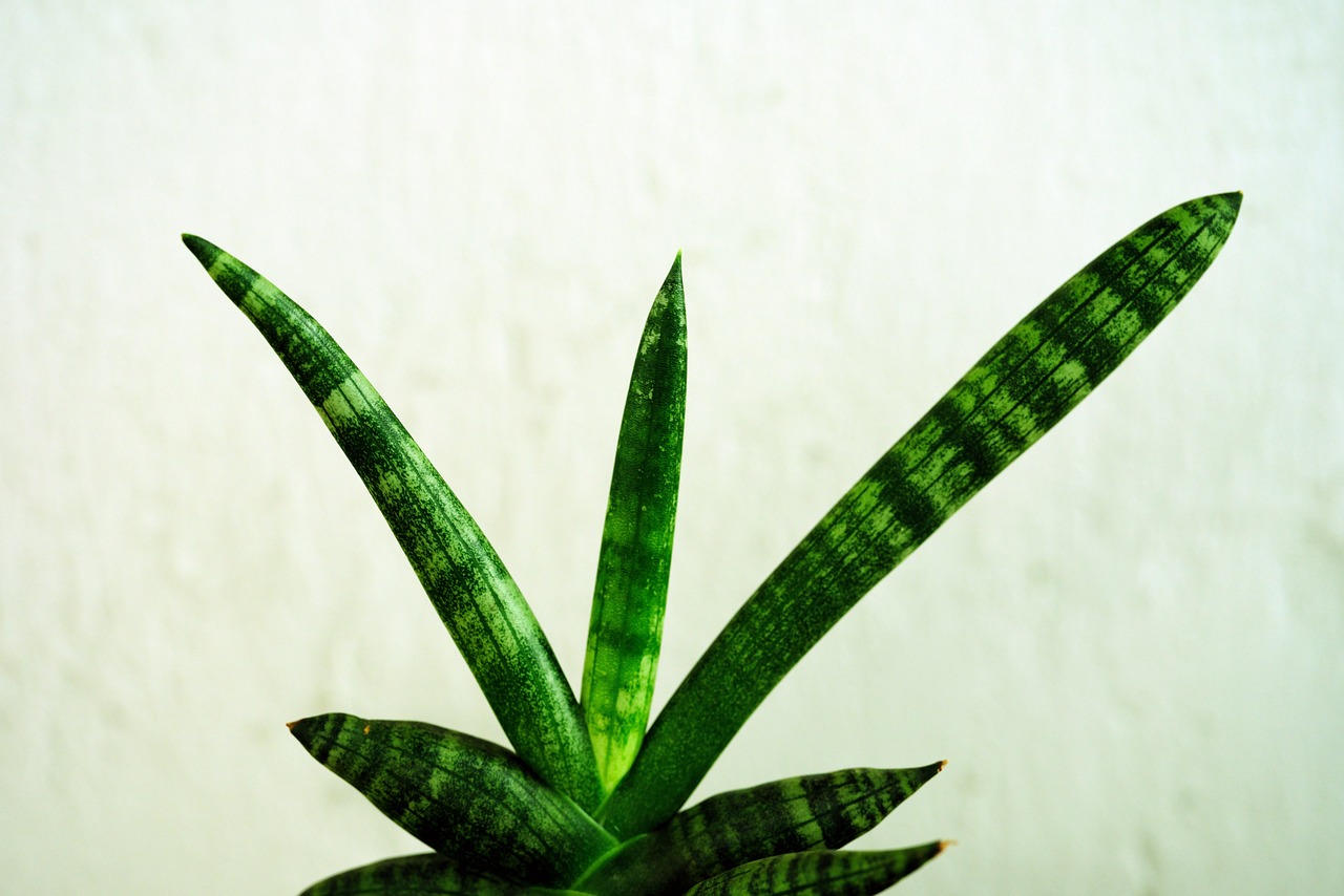 Cara Merawat Tanaman Sansevieria agar Tidak Busuk