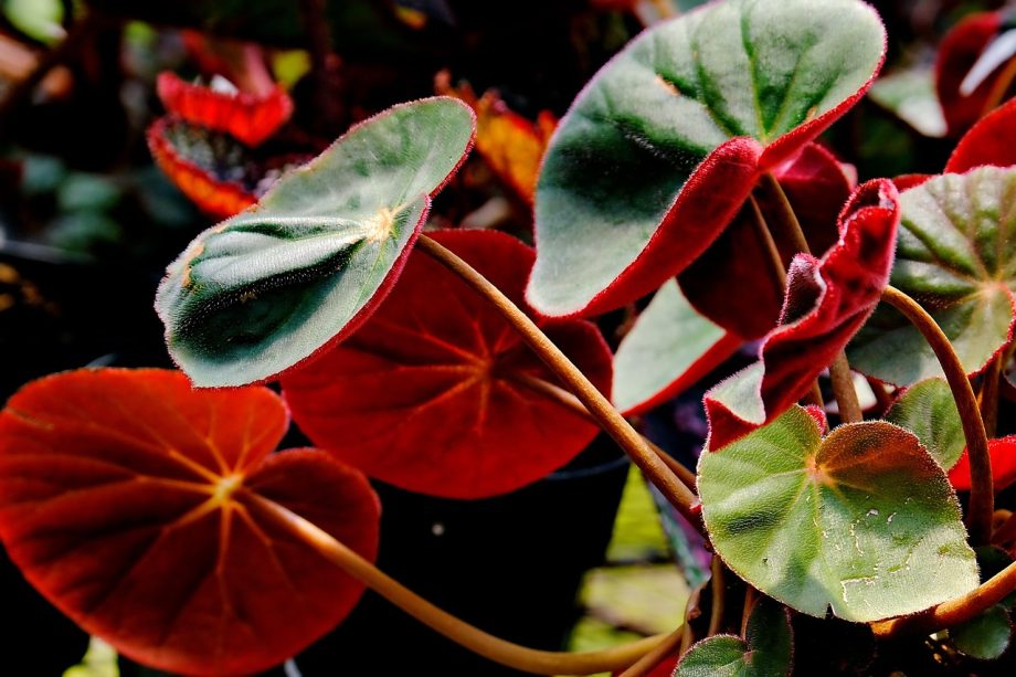 Tanaman begonia dengan daun bercorak