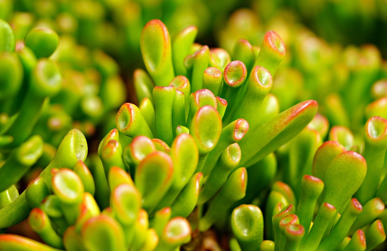 Cara Merawat Pohon Uang (Jade Plant) agar Batang Cepat Kayu dan Tebal