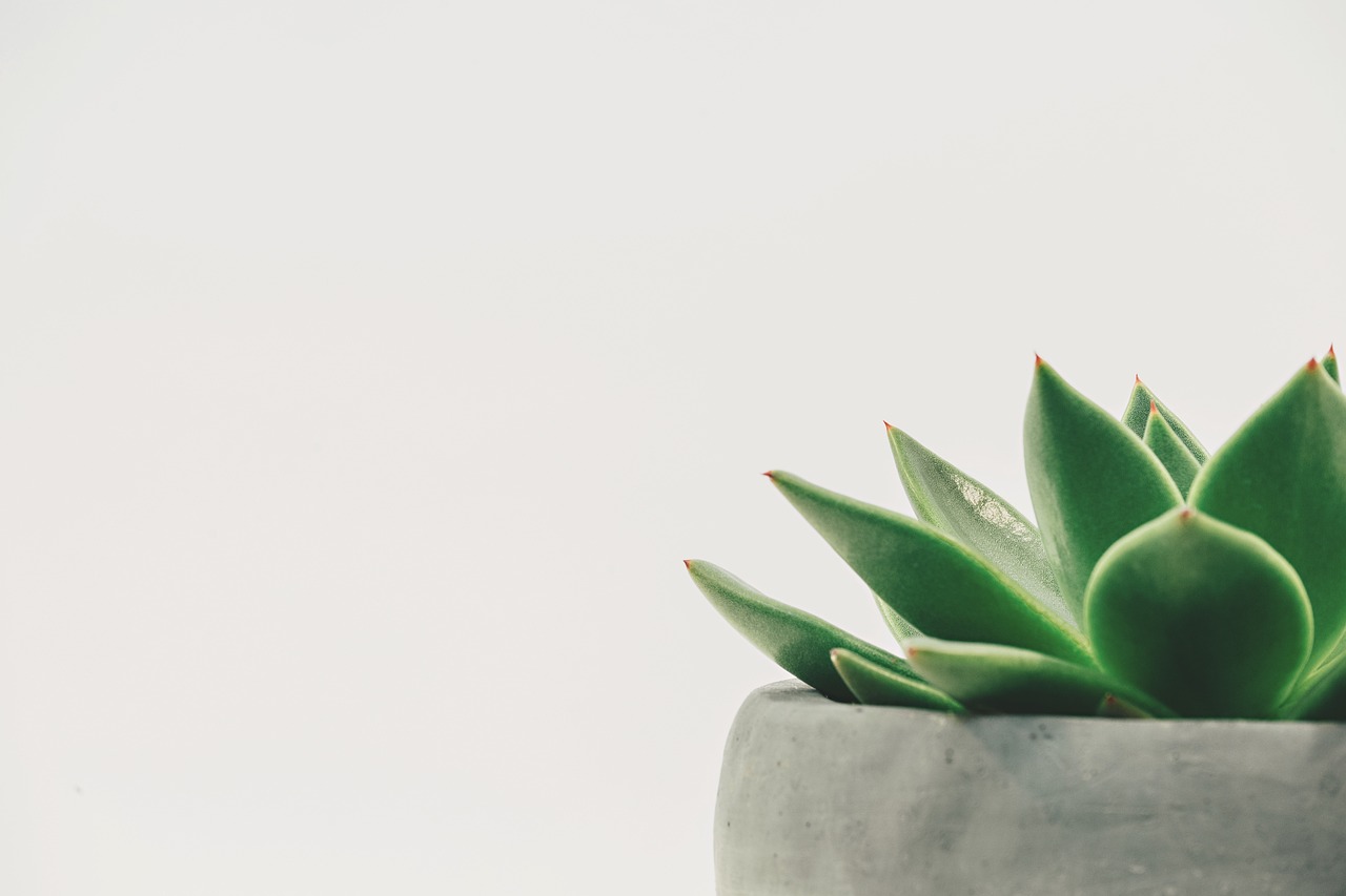 Perbandingan Tanaman ZZ vs Sansevieria untuk Kamar Minim Cahaya: Mana yang Lebih Tahan Banting?