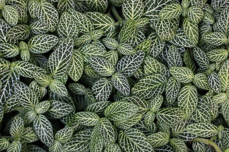 tanaman alocasia daun