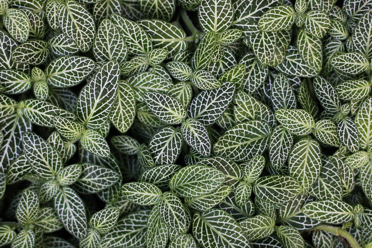 Cara Merawat Tanaman Alocasia Agar Tumbuh Subur