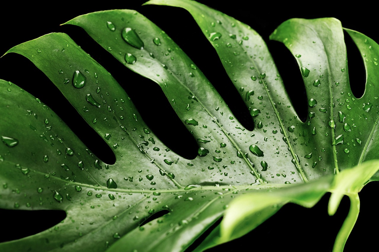 Cara Merawat Monstera Deliciosa di Ruangan Indoor agar Tetap Subur Meski Cahaya Minim