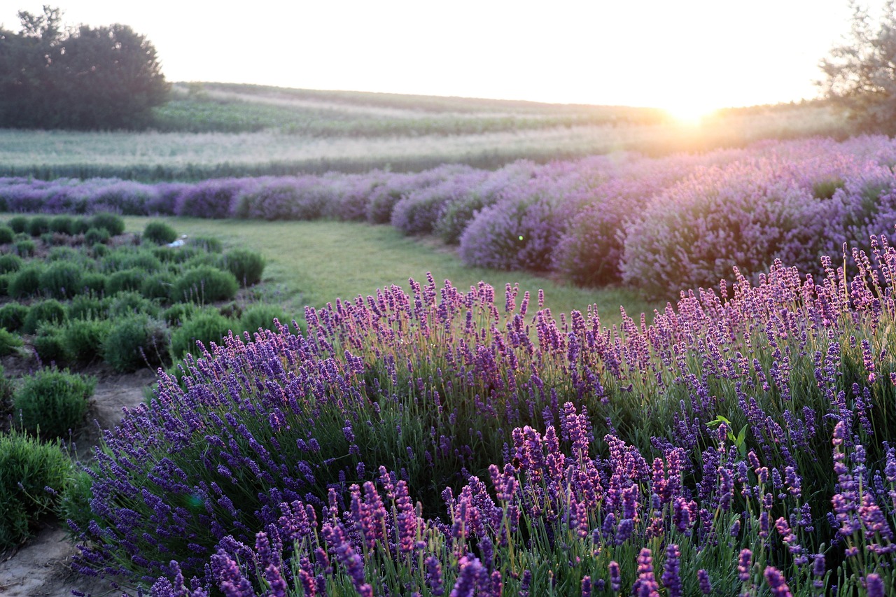 Cara Menanam dan Merawat Lavender di Iklim Tropis agar Tidak Layu