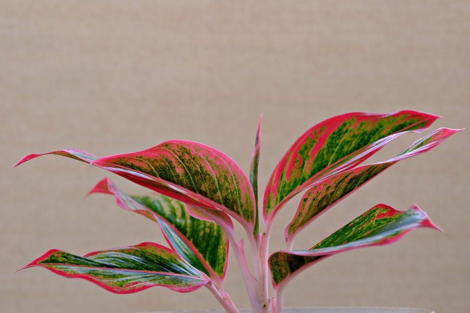 6 Langkah Merawat Aglaonema agar Warna Daunnya Tetap Cerah