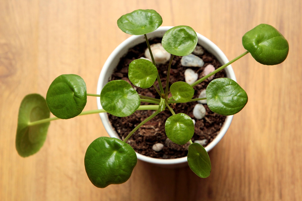 Cara Merawat Tanaman Pilea (Pilea Peperomioides) agar Daun Koinnya Padat dan Simetris