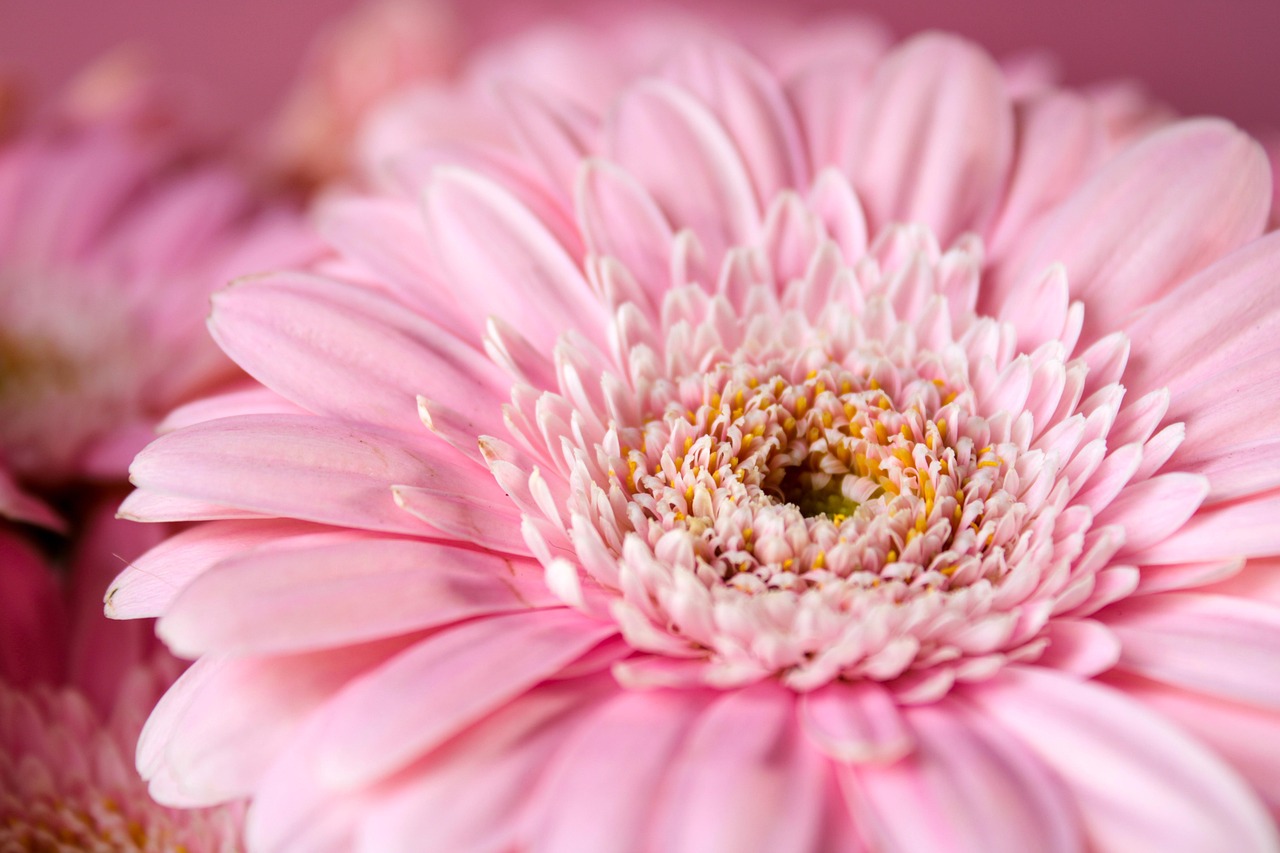 7 Kesalahan Merawat Bunga Gerbera di Rumah yang Membuatnya Cepat Layu