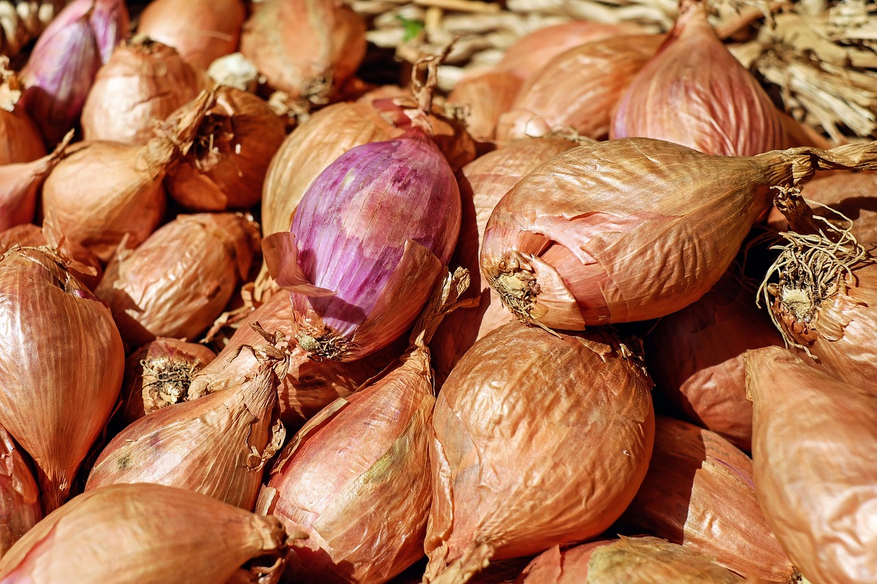 Cara Menanam Bawang Merah di Polybag dari Bawang Dapur