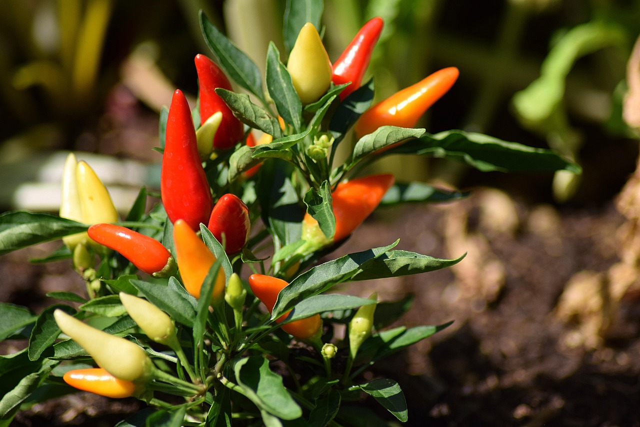 Cara Menanam Cabai Rawit di Polybag agar Berbuah Lebat Sepanjang Tahun
