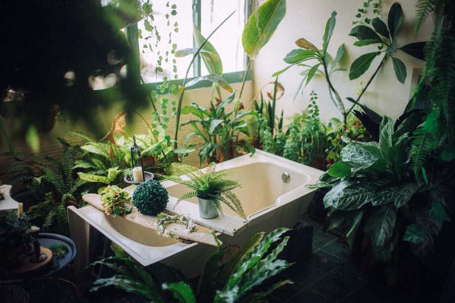 Tips Memilih Tanaman untuk Kamar Mandi Tanpa Jendela yang Tetap Hidup