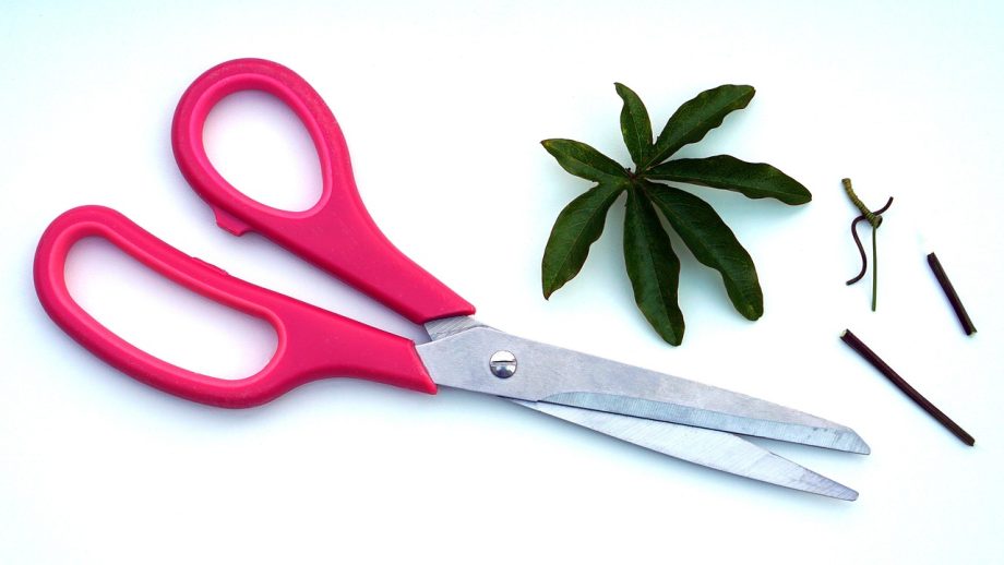 7 Kesalahan Pruning Tanaman Hias yang Justru Bikin Tumbuh Melambat