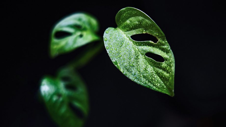 cara merawat tanaman hias monstera