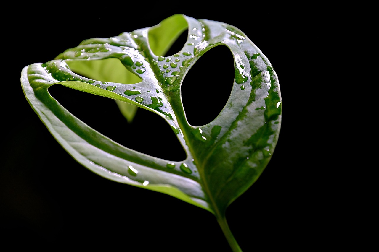 Cara Merawat Monstera agar Daun Belah Besar dan Berkilau