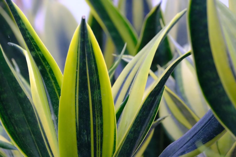 sansevieria plant