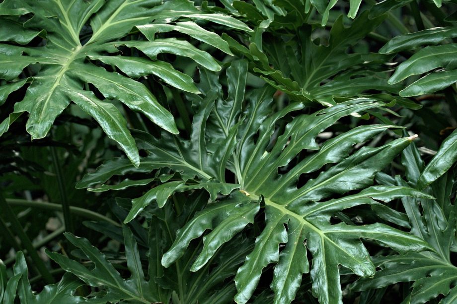 7 Kesalahan Merawat Philodendron yang Bikin Daun Menguning dan Solusinya