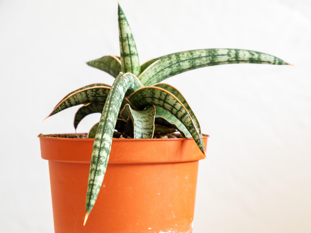 6 Kesalahan Merawat Lidah Mertua Raksasa (Sansevieria Besar) yang Bikin Daun Rebah