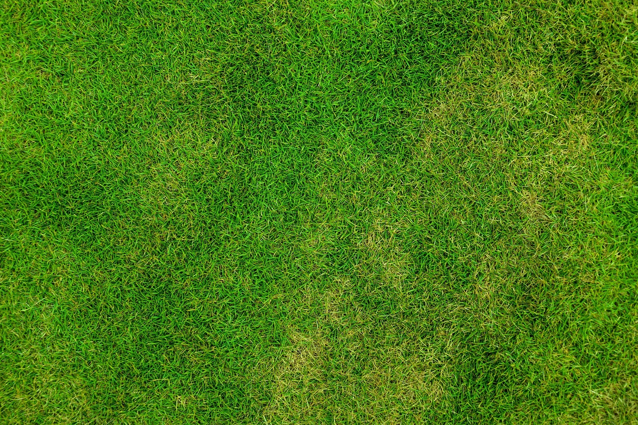 Perbandingan Rumput Gajah Mini vs Rumput Golf untuk Taman Rumah: Mana yang Cocok?