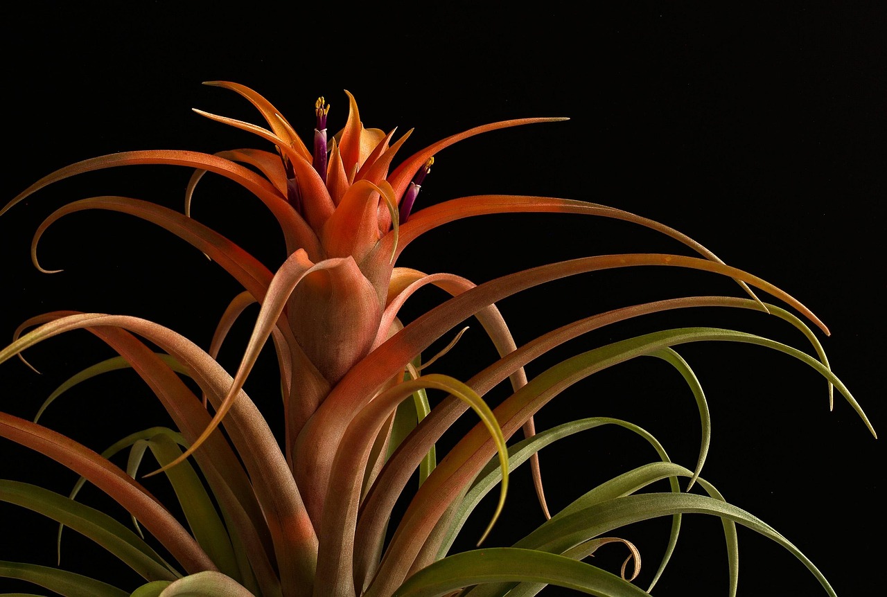 Cara Merawat Tanaman Bromelia agar Warna Daunnya Awet Berbulan-Bulan