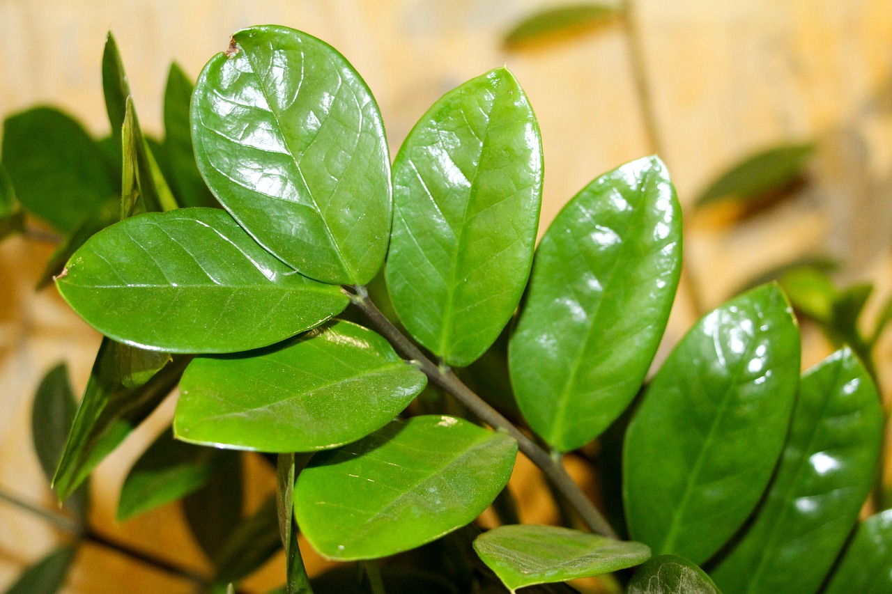 Cara Merawat Tanaman ZZ (Zamioculcas) yang Mudah untuk Pemula